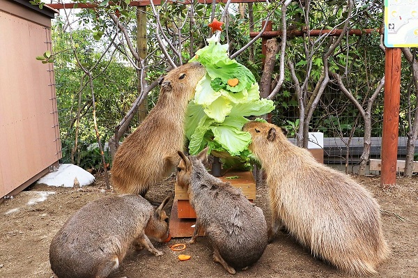 aquamuseum kapibara 1