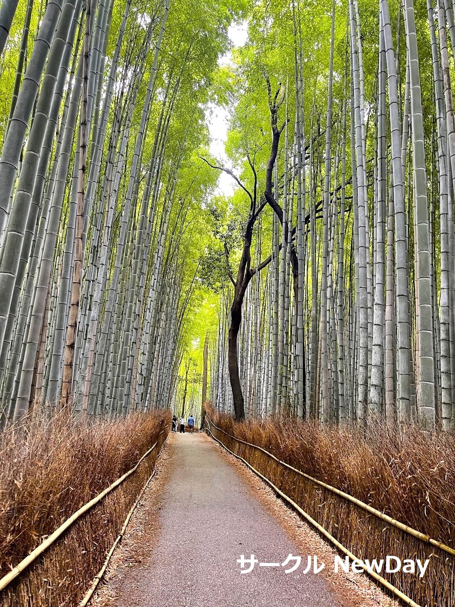 arashiyama chikurin 1