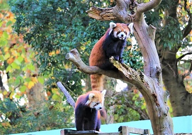chiba zoo shoudoubutsuzone panda 1