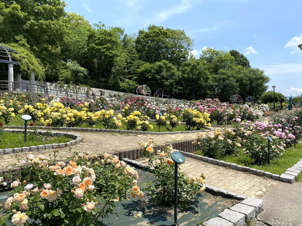 rose garden 1