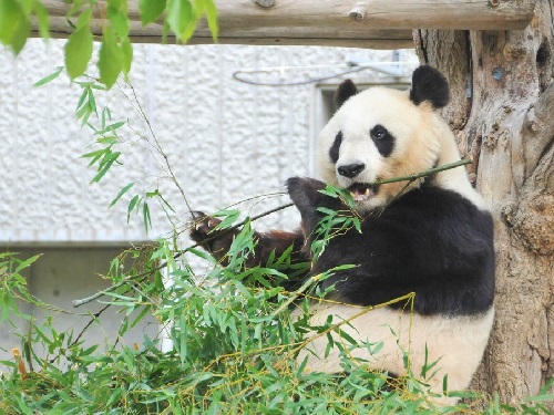 oji zoo panda 3