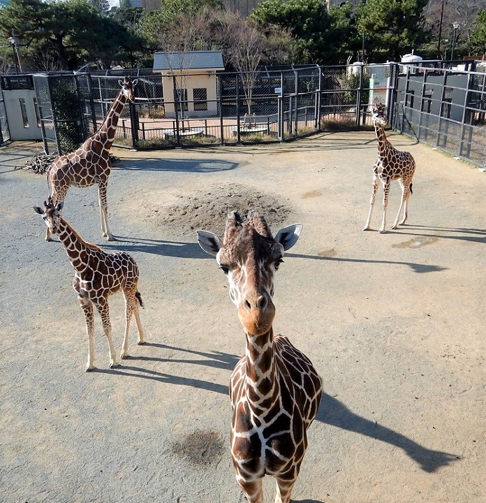 kyoto zoo kirin 1