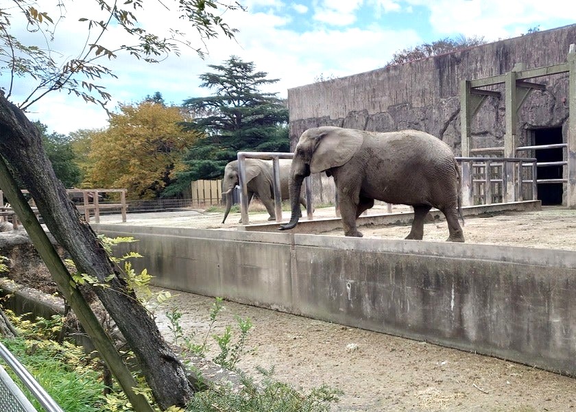 tobuzoo elephant 1