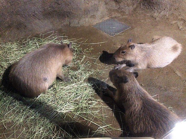 makuseru capybara　1