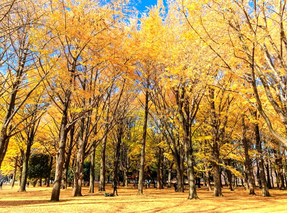 yoyogipark kouyo 00