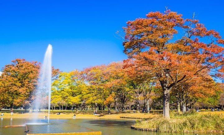 yoyogipark mid autumn 1