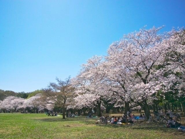 yoyogipark sakura 0