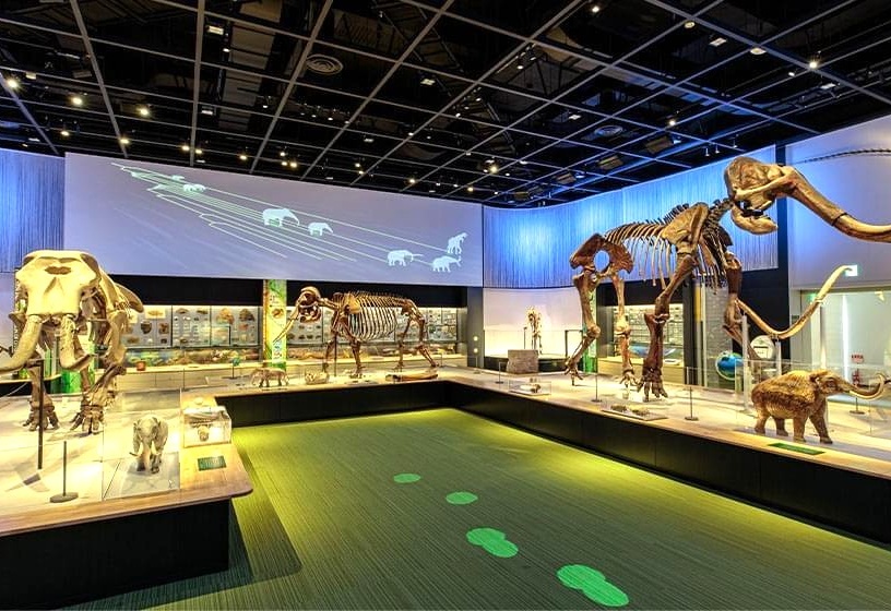natural museum 2