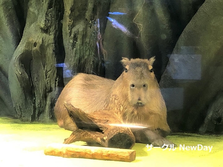 takeshima kapibara 2