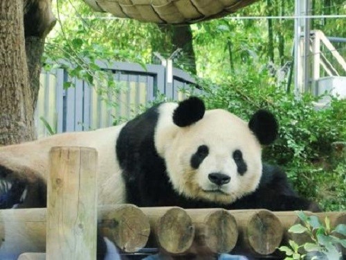 ueno panda 1